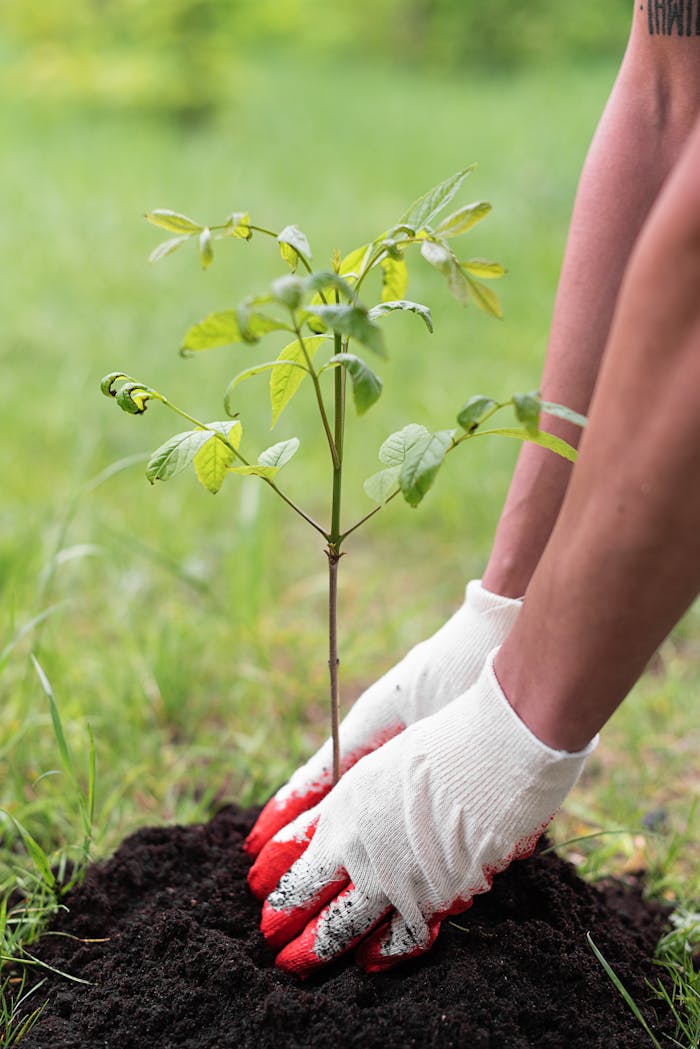 about-us Close-up of hands in gloves planting a young tree sapling in fresh soil outdoors.