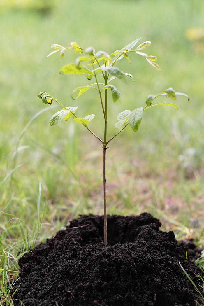 services-06 A young sapling planted in fresh soil, representing growth and environmental care.