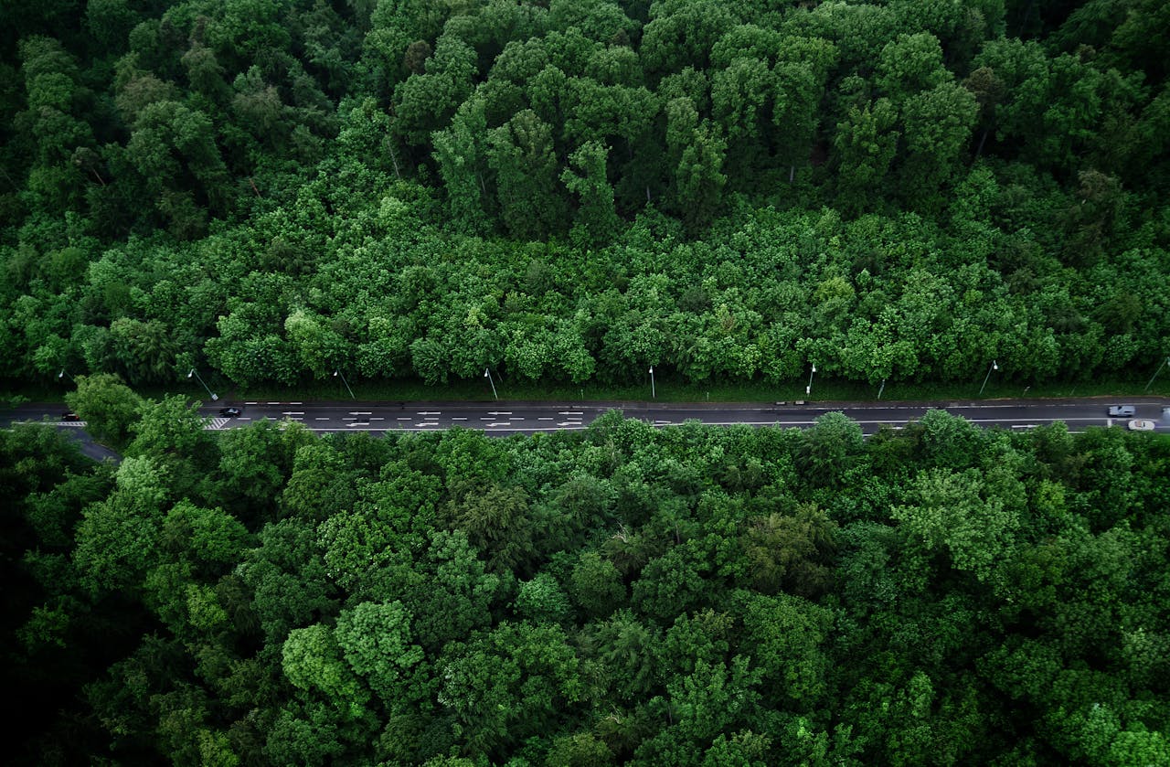 Aerial view of a dense forest with a road cutting through, capturing the vibrancy of nature from above.